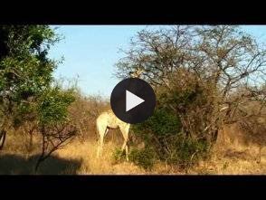 Vidéo: Afrique du sud grand safari dans la réserve Kapama(South Africa safari in the great reserve Kapama)
